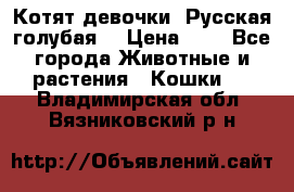 Котят девочки “Русская голубая“ › Цена ­ 0 - Все города Животные и растения » Кошки   . Владимирская обл.,Вязниковский р-н